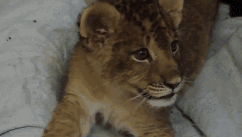 Baby Lion Roar GIF - Lion Cub Cub Roar GIFs
