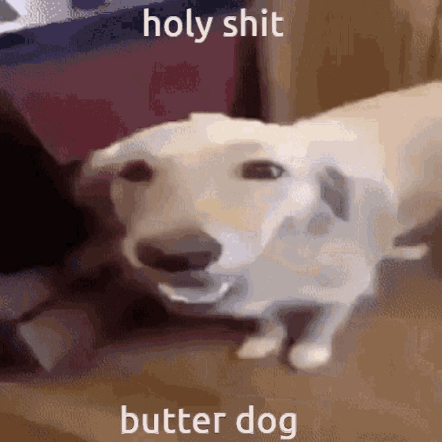 Dog Butter GIF