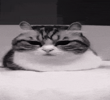 a black and white photo of a cat 's face .