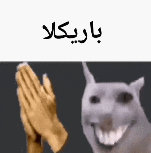 a dog is giving a high five next to a person 's hands in prayer .