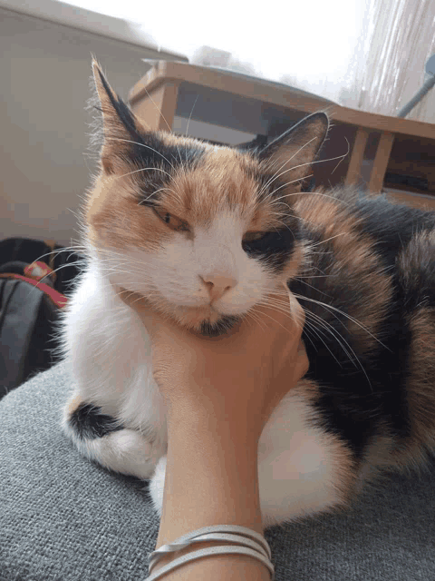a calico cat laying on a couch being petted by a person 's hand