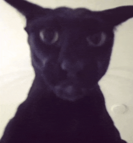 a close up of a black cat with a white background