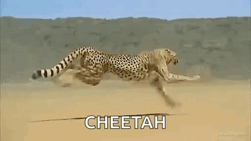 Cheetah Running GIF - Cheetah Running GIFs