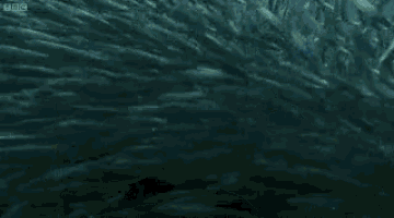 a seal is swimming in the ocean with a group of dolphins .