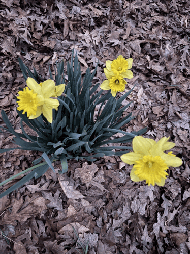 a bunch of yellow flowers surrounded by leaves on the ground