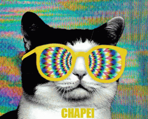 Chapei GIF - Chapei Oculos Gato GIFs