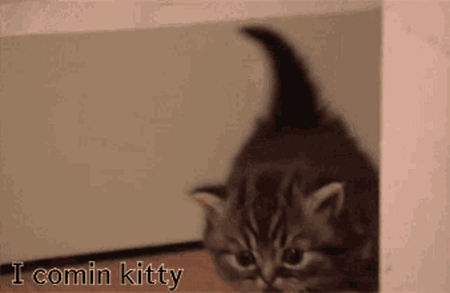 a picture of a kitten with the words " i comin kitty " above it