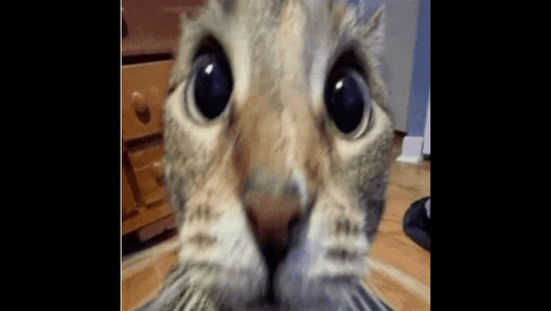 a close up of a cat 's face looking at the camera with a surprised look on its face .