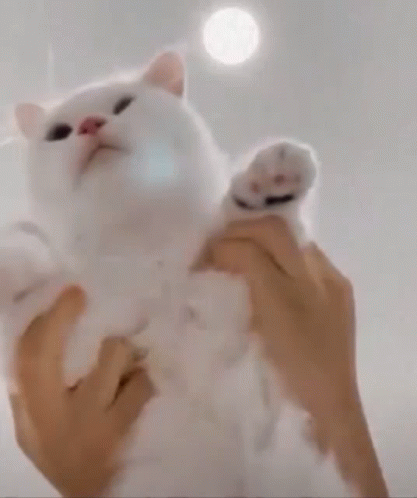 Cat Dance Cat Muppet GIF - Cat Dance Cat Muppet Cat GIFs