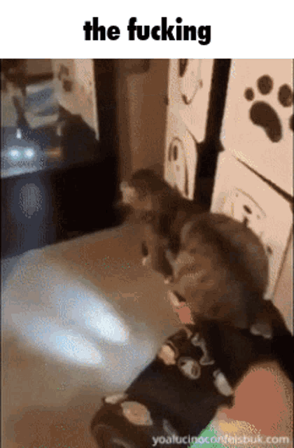 a gif of a cat with the words the fucking below it
