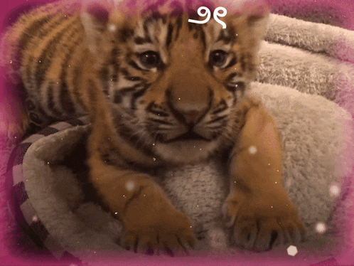 a tiger cub is laying on a blanket with a pink background and the letter e written on it