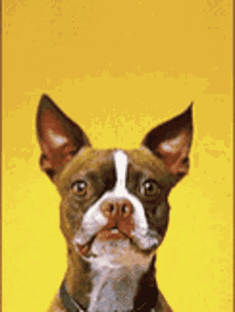 a brown and white dog with a black collar is looking at the camera on a yellow background