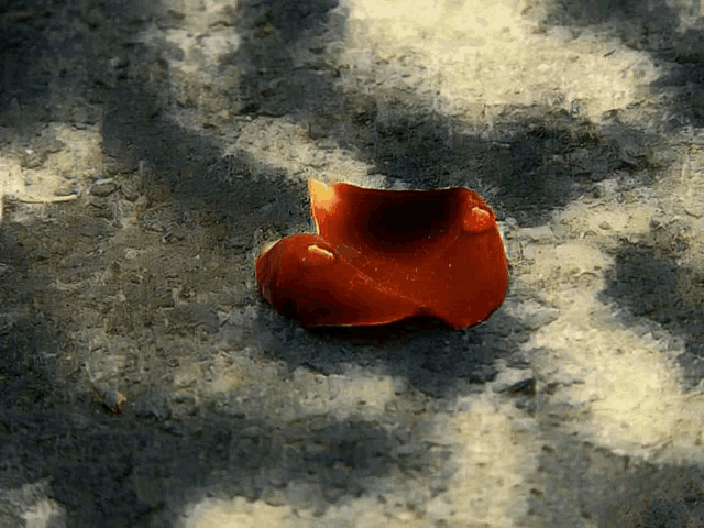 a red petal is laying on a gray surface
