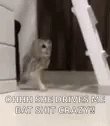 Sneak Owl GIF - Sneak Owl Funny GIFs