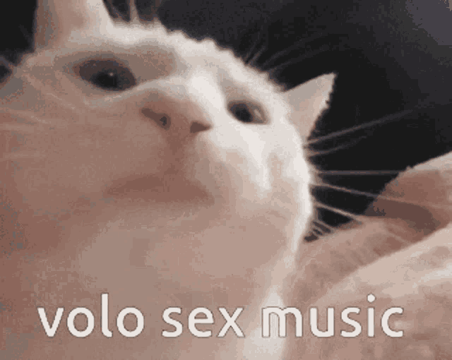 a white cat with the words volo sex music written on it
