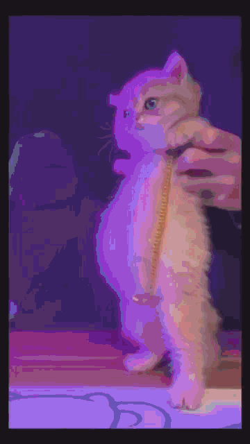 Drip Cat GIF - Drip Cat Uzi GIFs