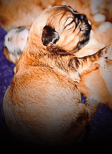 a close up of a brown puppy laying on its back