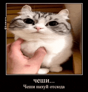a gray and white cat is being petted by a person 's hand