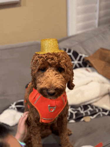 a small dog wearing a top hat and a red harness