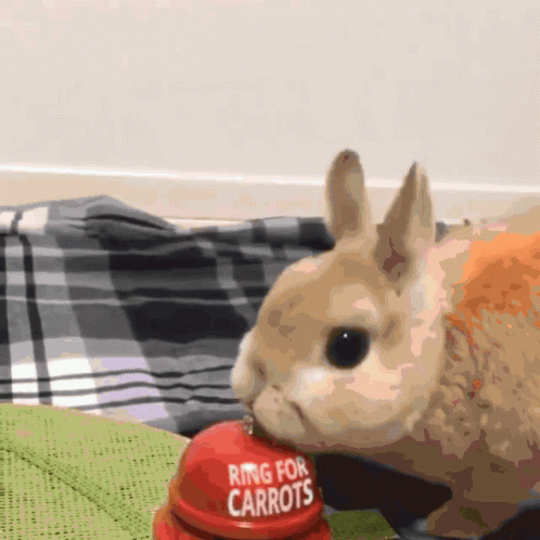 Bunny Rabbit Carrot Bell GIF - Bunny Rabbit Carrot Bell GIFs