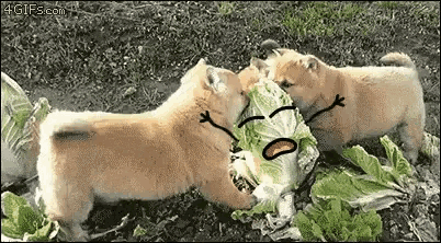 two shiba inu puppies are playing with a cabbage leaf that has a sad face drawn on it .