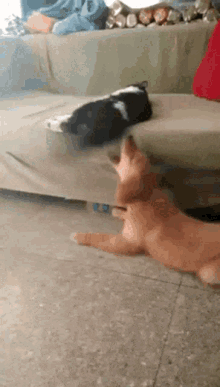 Funny Cat Slaps Dog GIF - Funny Cat Slaps Dog GIFs