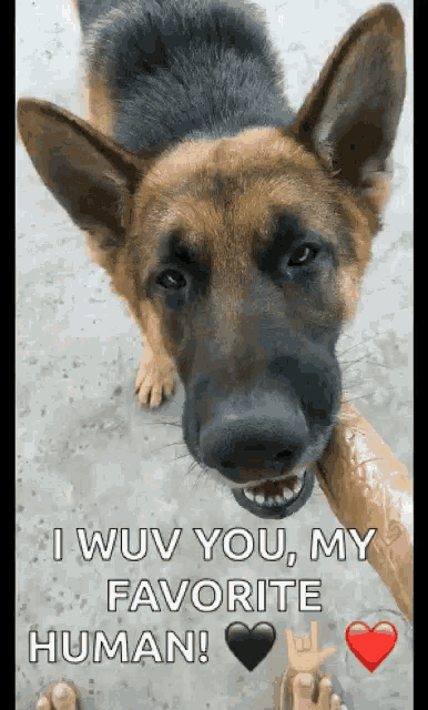 a german shepherd says i wouv you my favorite human with a heart