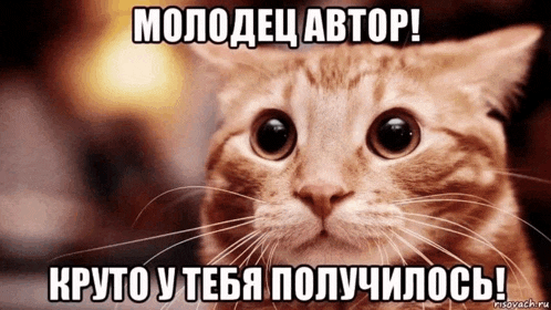 a close up of a cat 's face with a caption that says " молодец автор "