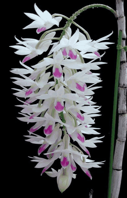 a bunch of white flowers with purple centers