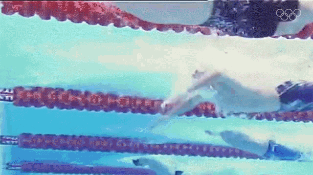Swimming International Olympic Committee250days GIF - Swimming International Olympic Committee250days Race GIFs
