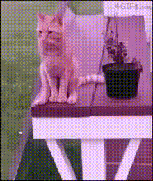 a cat is sitting on a table next to a potted plant and a sign that says 4gifs.com