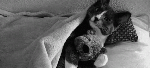Gatinho No Chamego Com Ursinho De Pelúcia GIF - Cat Cuddle Bear GIFs