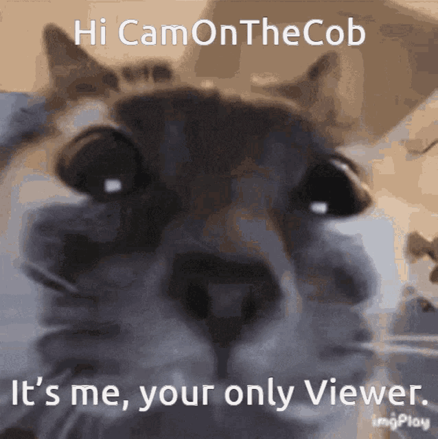 Hi Cam Camonthecob GIF - Hi Cam Camonthecob Viewer GIFs