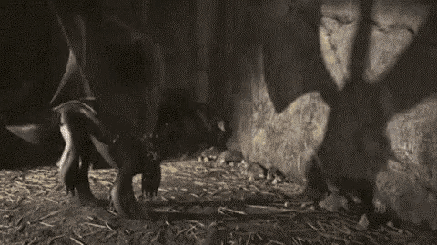 Httyd Toothless GIF - Httyd Toothless In Love GIFs