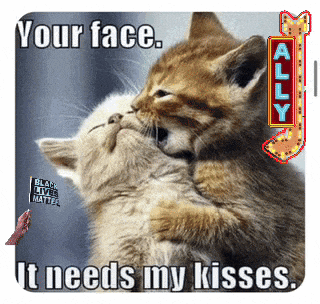 a picture of two kittens kissing with a caption that says your face it needs my kisses