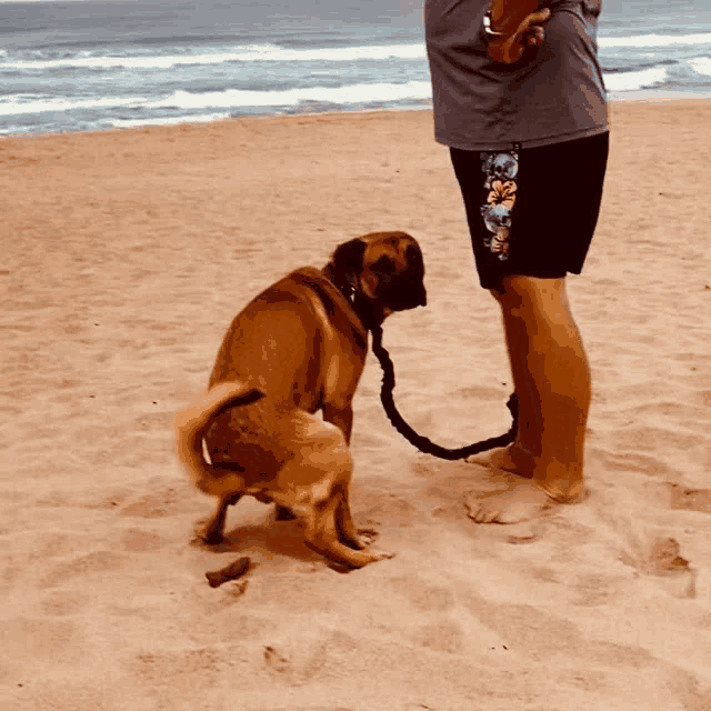 a man standing on a beach with a dog on a leash looking at him