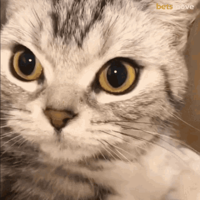 Kedi Cat GIF - Kedi Cat Pickle GIFs