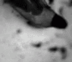 a black and white photo of a bird 's footprints in the snow