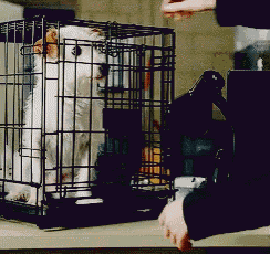 a dog is sitting in a cage with a person standing behind it