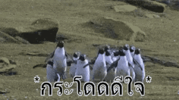 a group of penguins standing next to each other on a dirt field with the words in a foreign language .