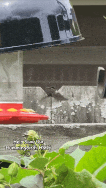 a hummingbird is perched on a bird feeder with the words help save our hummingbirds hsoh