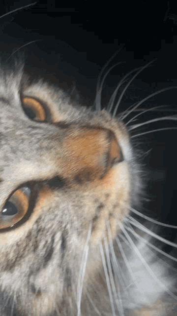 a close up of a cat 's nose and whiskers against a black background
