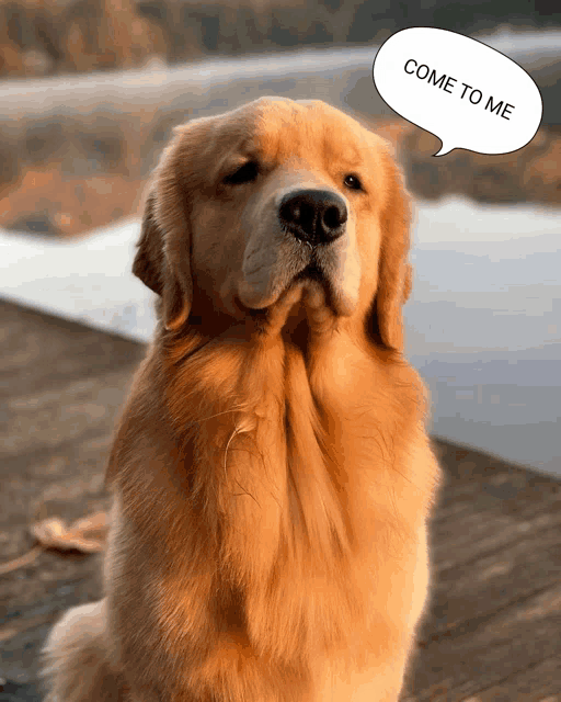 a dog with a speech bubble that says come to me on it