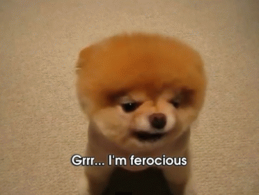 I'M So Scary! :3 GIF - Boo Boothedog Animals GIFs