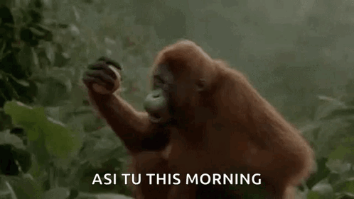 Good Morning Monkey GIF - Good Morning Monkey Yawn GIFs