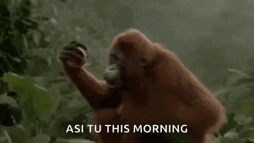 an orangutan is standing in the jungle eating a banana .