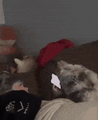 a dog is laying on a bed looking at a cellphone