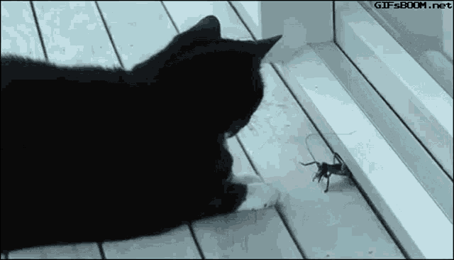 Uwotmate Ant Thing GIF - Uwotmate Ant Thing GIFs