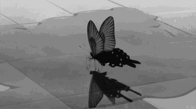 a butterfly is reflected in a puddle of water