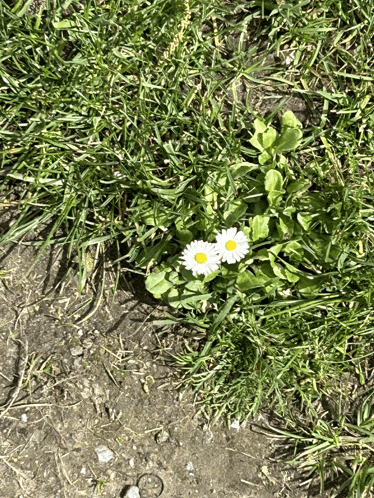 a couple of daisies growing out of the grass
